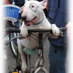 dog-on-bike